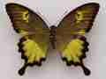 Papilio neumogeni (aberration) [Internet image property of respective owner, non commercial use only]